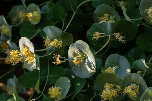 Lonicera kintzley ghost - 'kintzley's,
