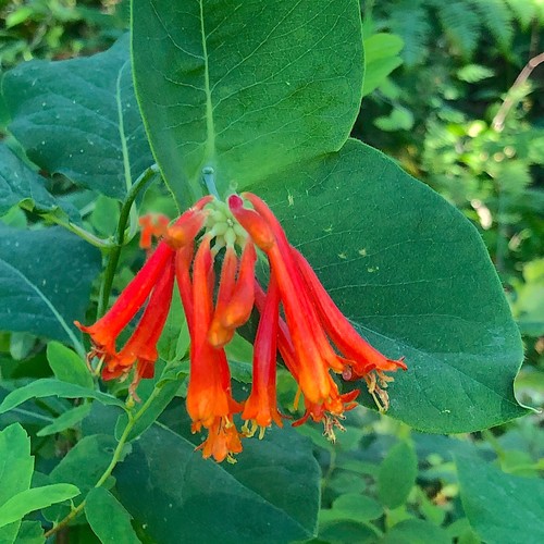 Lonicera ciliosa orange - ciliosa,