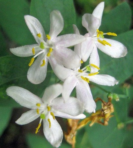 Lonicera xylosteum dwarf - lonicera, |
